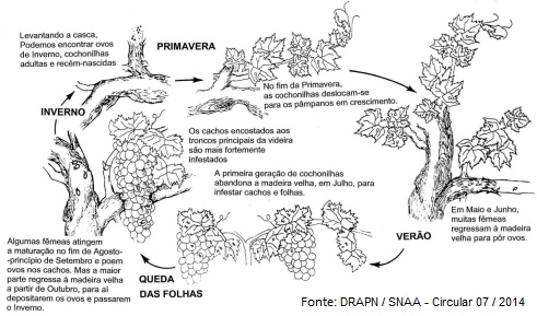 Sanidade da Videira - Pragas - Cochonilha Algodão - Ciclo Biologico Cochonilha Algodão