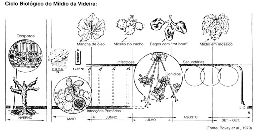 Sanidade da Videira - Doenças - Mildio - Ciclo biológico Mildio da Videira
