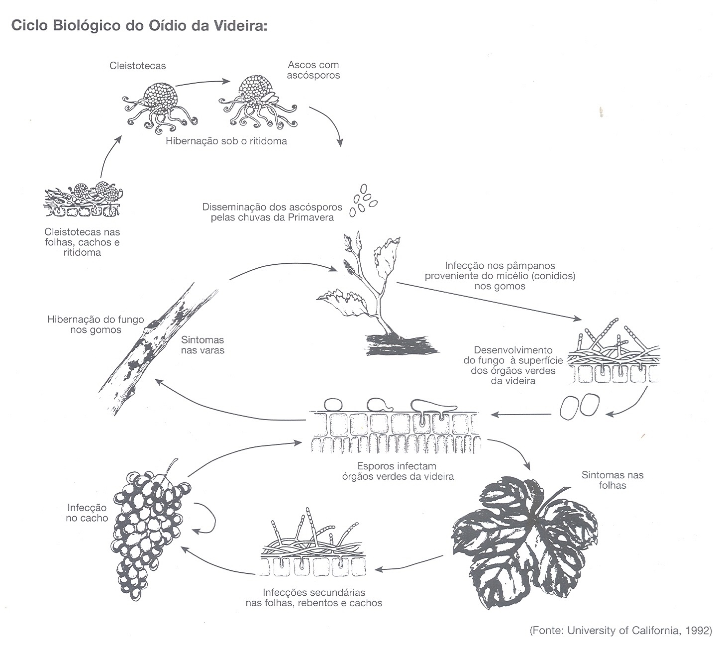  Sanidade da Videira - Doenças - Oídeo - Ciclo Biologico Oídio da Videira