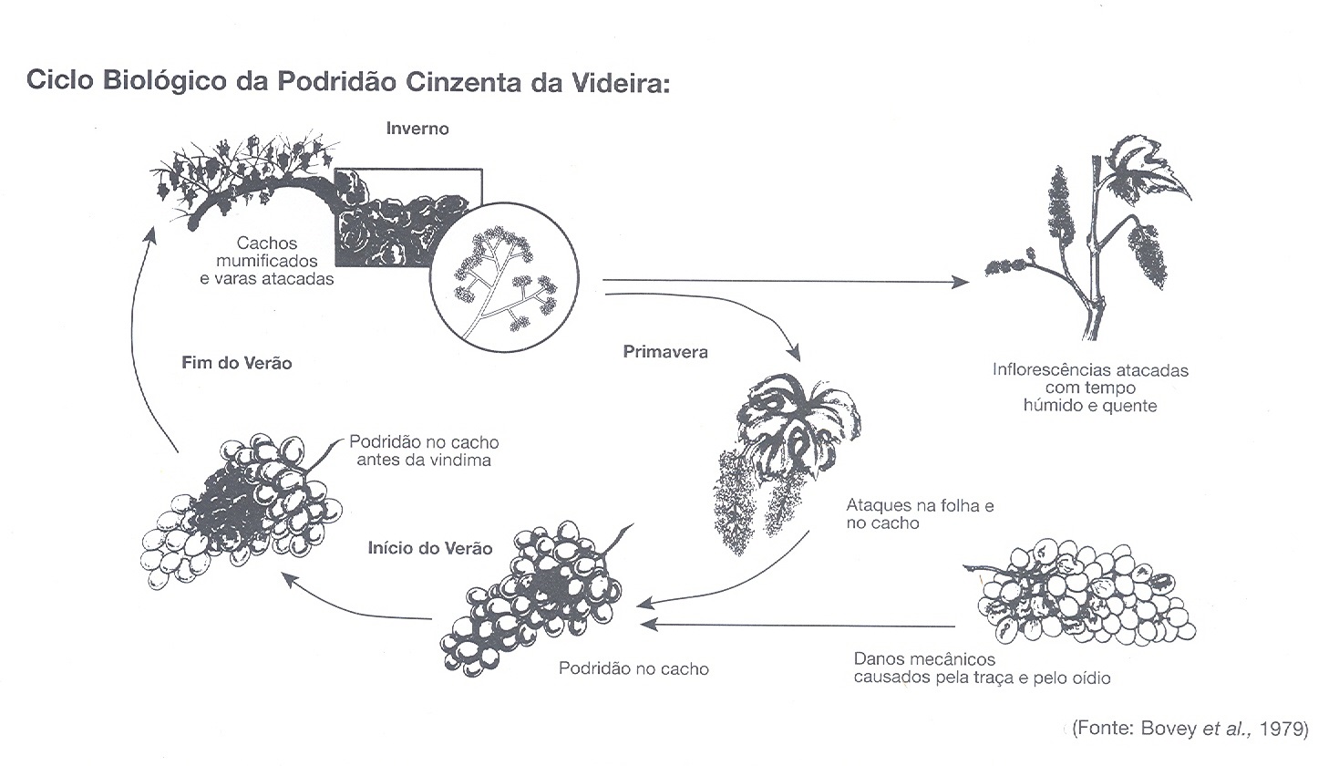 Sanidade da Videira - Doenças - Podridão Cinzenta - Ciclo Biologico Oídio da Videira
