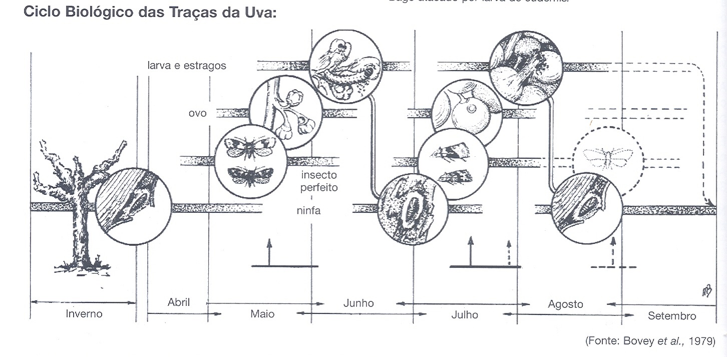 Sanidade da Videira - Pragas - Traça da Uva - Ciclo Biológico Traça da Uva