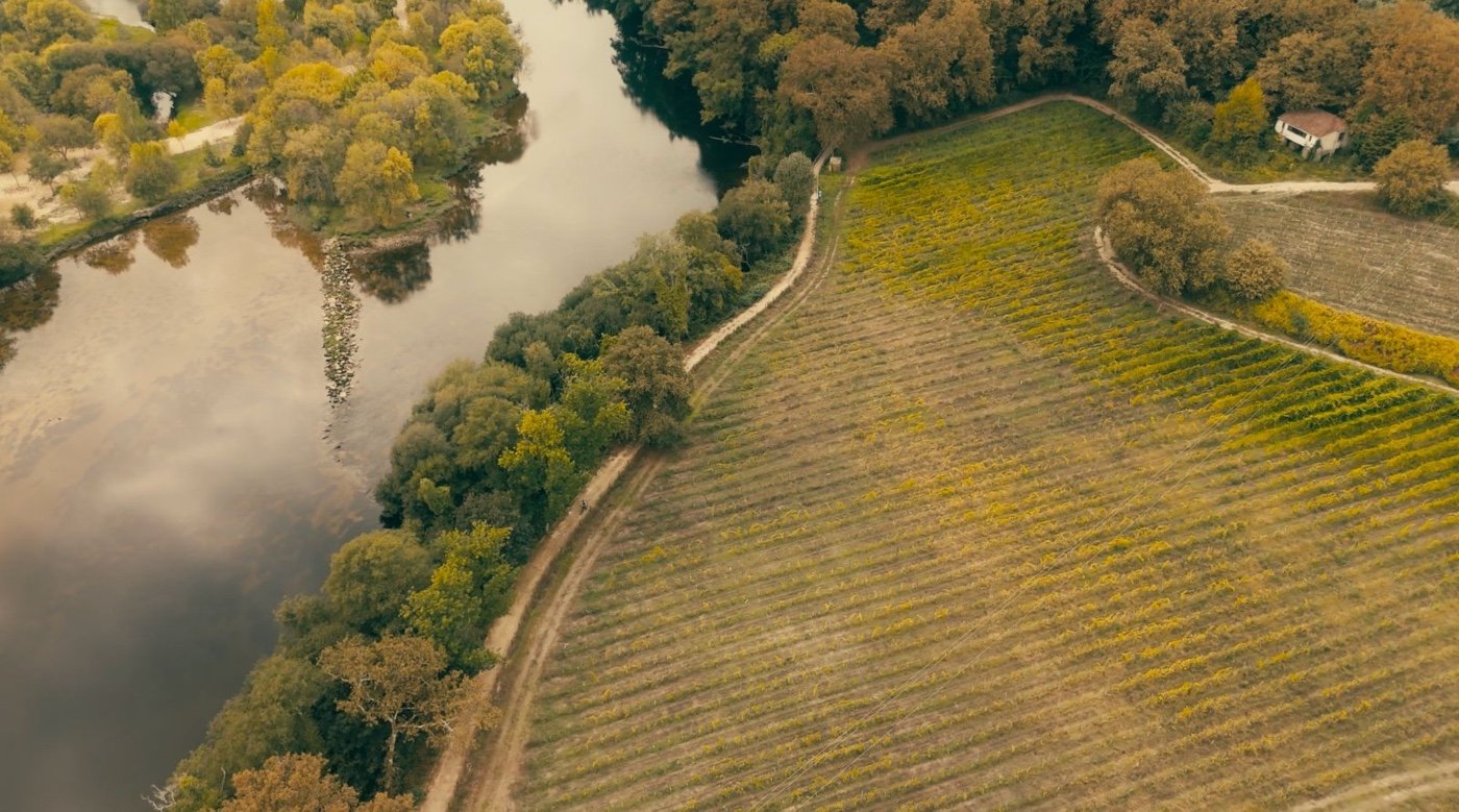 Venda de uvas - Quinta de Campos Lima: propostas de compra de lotes