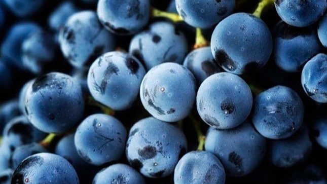 Linha de Tesouraria - Sector Vinicola II